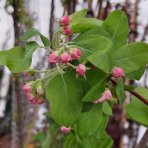 Okrasná jabloň (Malus) ´RED SENTINEL´ - výška 125-150 cm, kont. C15L - VIACKMENNÁ